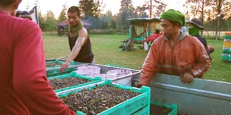 پرداخت غرامت ۸۰ هزار کرونی به کارگران تایلندی میهمان در سوئد