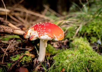 اقدام قانونی علیه یوتیوبر دانمارکی به‌دلیل خوردن قارچ‌ها و توت‌های سمی