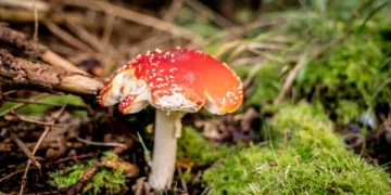 اقدام قانونی علیه یوتیوبر دانمارکی به‌دلیل خوردن قارچ‌ها و توت‌های سمی