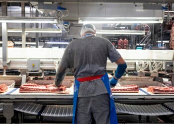 مدیرعامل شرکت Danish Crown ظرفیت تولید ۱۰ میلیون خوک گوشتی بیشتر در دانمارک وجود دارد