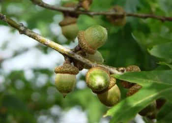 پاییز امسال در دانمارک «سال بلوط» است