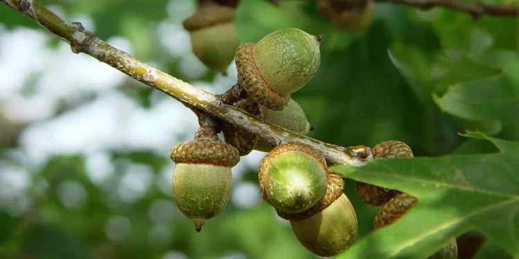 پاییز امسال در دانمارک «سال بلوط» است