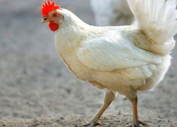 شیوع آنفلوآنزای پرندگان در دانمارک: ۶۷ هزار مرغ باید معدوم شوند