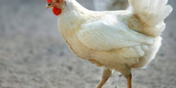 شیوع آنفلوآنزای پرندگان در دانمارک: ۶۷ هزار مرغ باید معدوم شوند