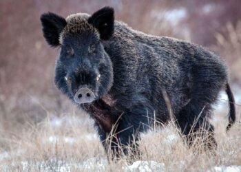گراز وحشی آزاد در نزدیکی شهر آهوس دانمارک کشته شد