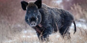 گراز وحشی آزاد در نزدیکی شهر آهوس دانمارک کشته شد