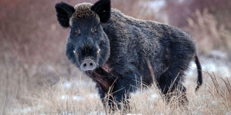 گراز وحشی آزاد در نزدیکی شهر آهوس دانمارک کشته شد